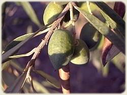 Greek Food - Olives