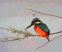 Kingfisher (Halcyon)